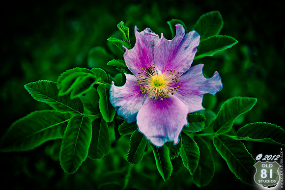 IMG_2027_LR_df_logo_Kansas_Wildflower_closeup