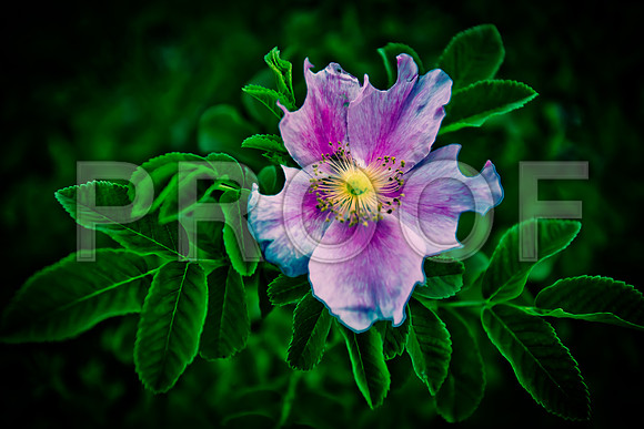 IMG_2027_LR_df_Kansas_Wildflower_closeup
