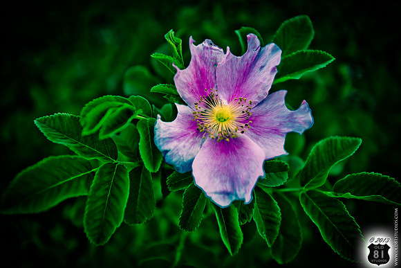 IMG_2027_LR_df_logo_Kansas_Wildflower_closeup