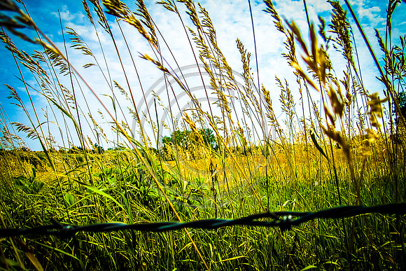 "barb-wire"-by-Hannah-Maria-beyond-the-barb-wire-looking-into-a-field-of-wheat-that-has-been-cut-with-the-kansas-blue-sky-overhead