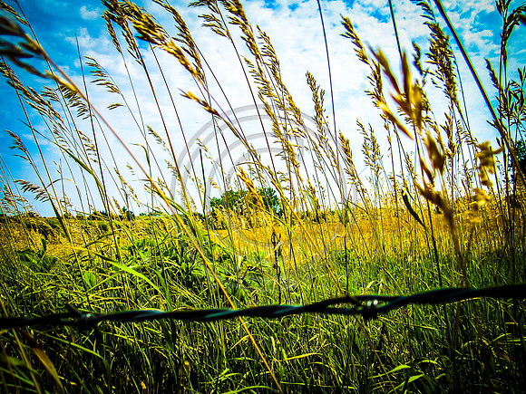 "barb-wire"-by-Hannah-Maria-beyond-the-barb-wire-looking-into-a-field-of-wheat-that-has-been-cut-with-the-kansas-blue-sky-overhead