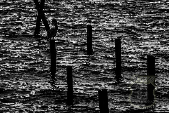 IMG_2702_LR_kfbw1-3_print