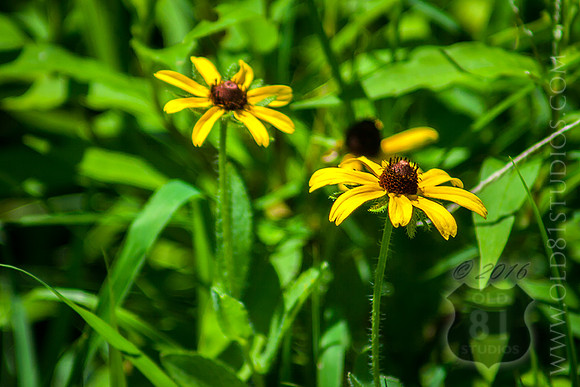 _MG_7472_LR_a_fb_web