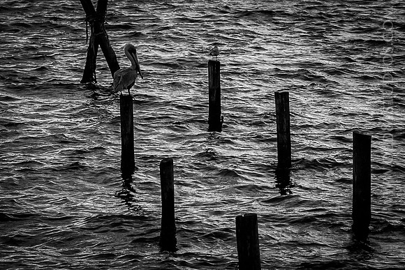 IMG_2702_LR_ihb2BW_print