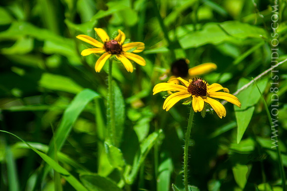 _MG_7472_LR_a_print