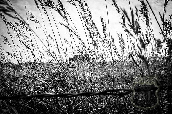 IMG_1383_LR_HFBW_print