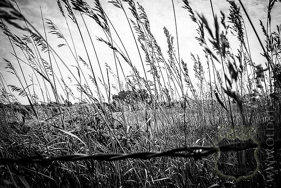 IMG_1383_LR_HFBW_fb_web