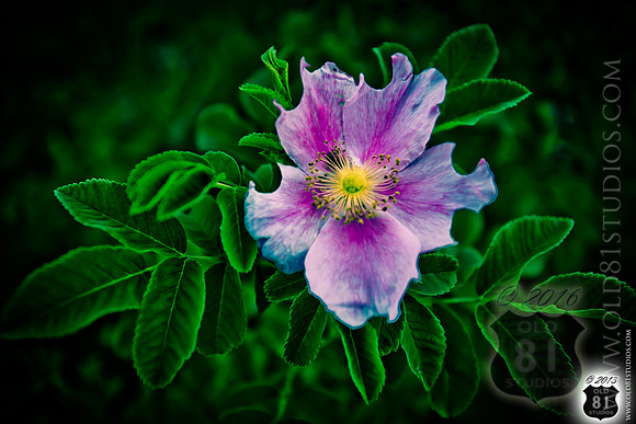 IMG_2027_LR_df_logo_Kansas_Wildflower_closeup