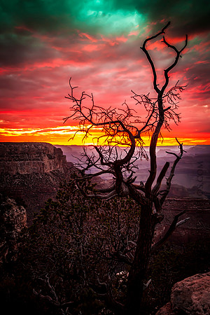 Inflaming-serenity-grand-canyon-2014-sunset-tree-southrim-arizona